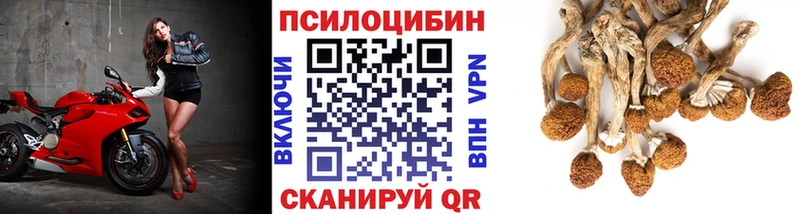 Галлюциногенные грибы Psilocybe  Юрьевец 